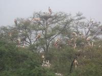 Buntstörche im Keoladeo NP