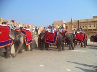 Elefanten im Vorhof des Amber-Forts