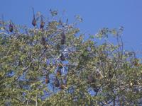 Baum mit Flughunden im Aravalli-Gebirge