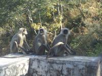 Affen im Aravalli-Gebirge