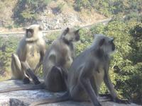 Affen im Aravalli-Gebirge