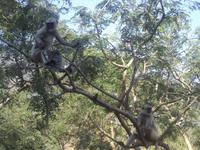 Affen im Aravalli-Gebirge