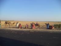 diue Dromedare warten auf ihre Reiter