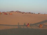 Dromedare in der Thar-Wüste