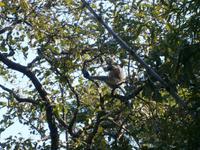 Eberhardt TRAVEL Reise durch Indien - Bandhavgarh Nationalpark