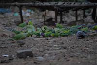 Sittiche in Ranthambore