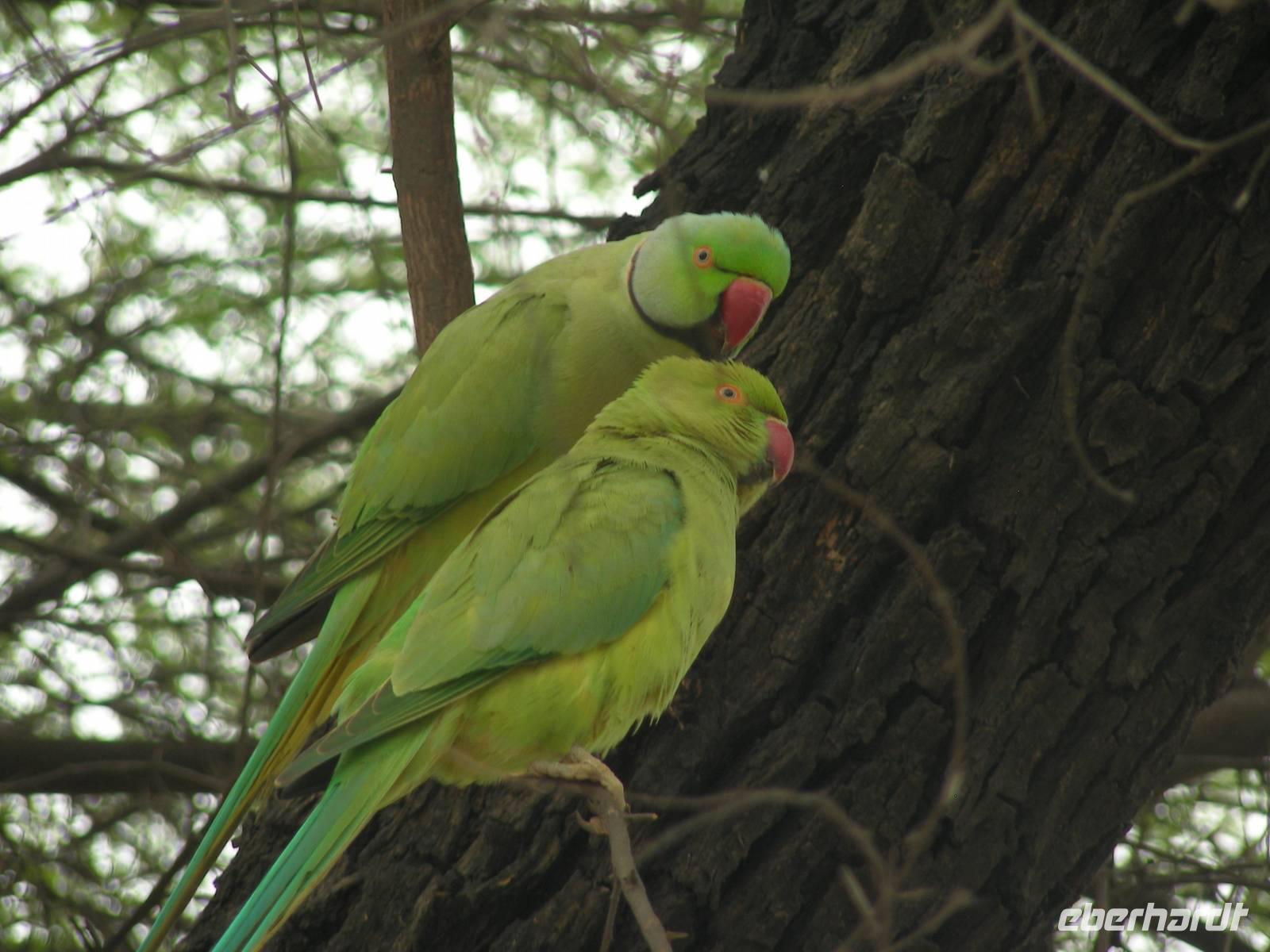 Alexandersittichpaar