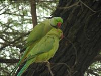 Alexandersittichpaar