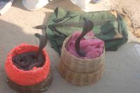 Schlangenbeschwörer in Amber