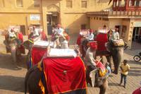 Elefantenritt zum Amber Fort