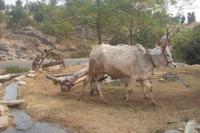 historische Wasserschöpfanlage im Aravalli-Gebirge