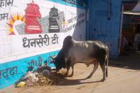 Heilige Kuh - oder Ochse? - in Osyan