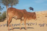 Landung auf heiliger Kuh! 