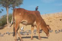 Landung auf heiliger Kuh! 