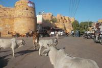 unterwegs zur Zitadelle Jaisalmer