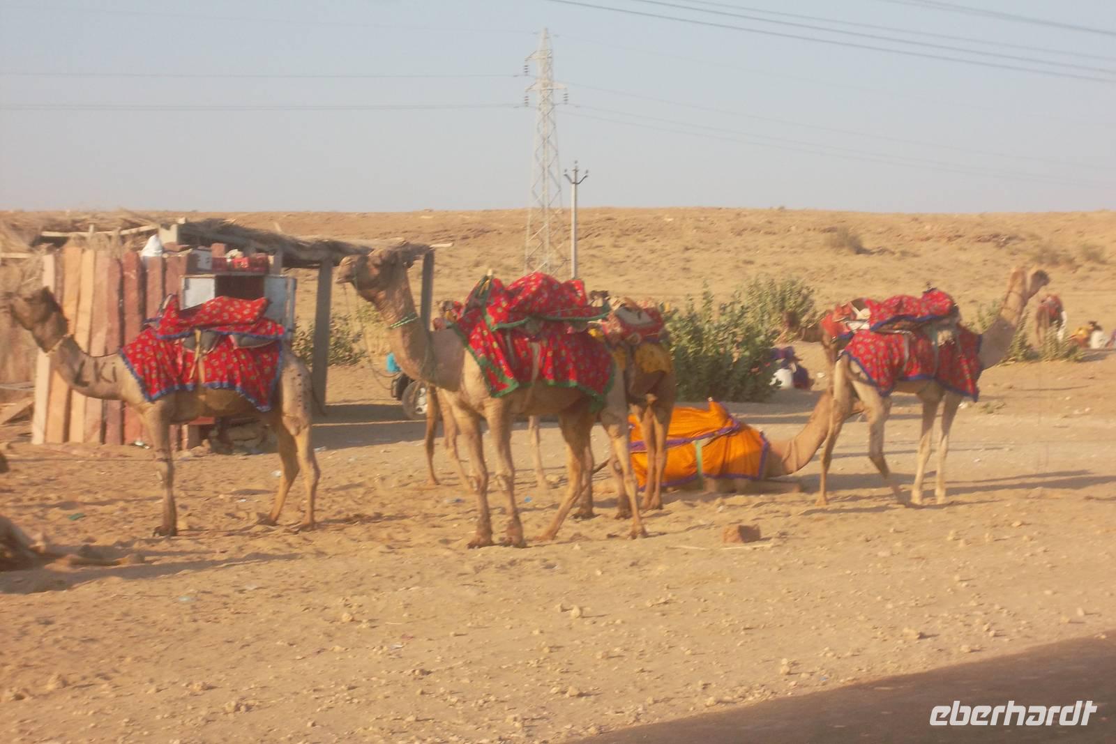Kamele in der Thar-Wüste