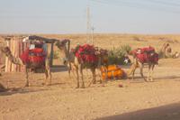 Kamele in der Thar-Wüste