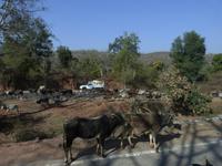 auf dem Weg nach Bandhavgarh