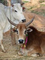 Dorfbesuch in Bandhavgarh (14)
