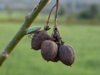 Dorfbesuch in Bandhavgarh (29)