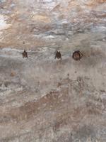 Fledermäuse in Bandhavgarh