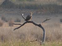 Haubenadler in Kanha