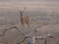 Sambarhirsch in Kanha (1)