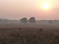 Sambarhirsch in Kanha (2)