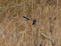 Schwalbenart in Kanha