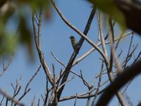 Singvogel in Bandhavgarh