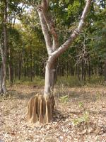 Termitenhügel Kanha