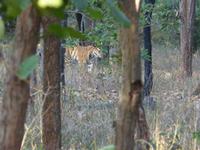 Tiger in Bandhavgarh (1)