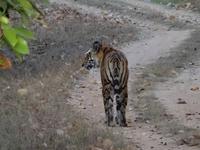 Tiger in Bandhavgarh (2)