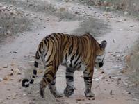 Tiger in Bandhavgarh (3)
