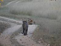 Tiger in Bandhavgarh (6)