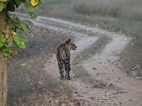 Tiger in Bandhavgarh