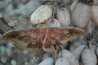 Assam Maulbeerspinner in der Seidenraupenzucht von Pachmari