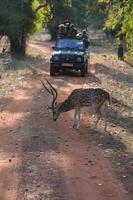 Axishirsche haben im NP Vorfahrt