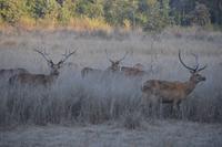 Barasinghahirsche in Kanha NP