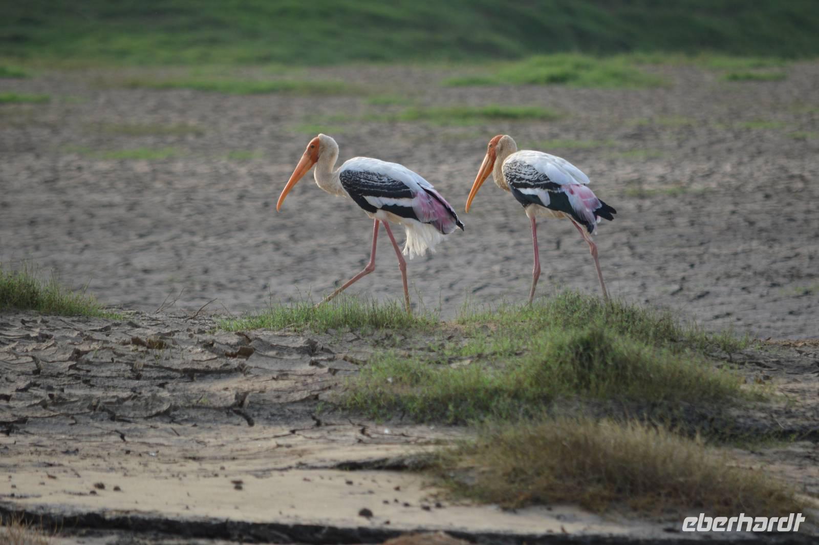 Nimmersatt Störche im Satpura NP
