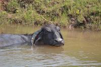 Wasserbüffel beim Bad