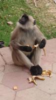 Affe im Mandawapark Jodhpur