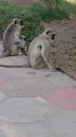 Affen im Stadtpark nahe Jodhpur