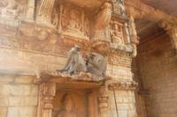 Affen, Tempelbezirk in Chittaurgarh