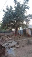 Am Wege in Nawalgarh