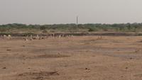 Antilopen in Khejrala