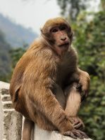 Assam - Makak -Affe 