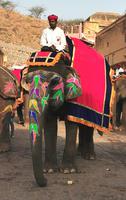 Auf dem Rücken eines solchen Elefanten erklimmen wir das Amber Fort