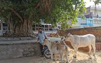 Bäume sind in Indien heilig die Kühe sowieso