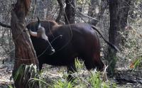 Büffel im Bandhavgarh Nationalpark